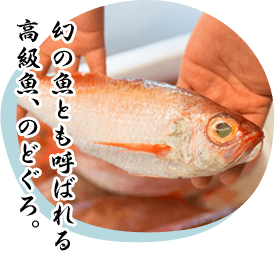 幻の魚とも呼ばれる 高級魚、のどぐろ。